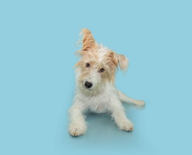 Kıllı, tüylü, başı eğik bir köpek portresi. Yaz ya da bahar mevsiminde mavi pastel arka planda izole edilmiş