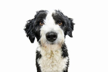 Portrait attentive and serious Spaniel water dog puppy looking at camera. Isolated on white background clipart