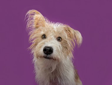 Bir kulağıyla kameraya bakan yavru tilki portresi. Mor arkaplanda izole