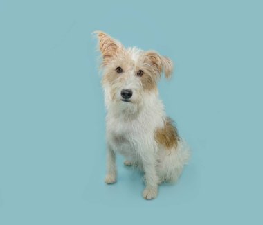 Yavru tilki eğitimi almış, oturuyor ve kameraya bakıyor. Mavi pastel arkaplanda izole.