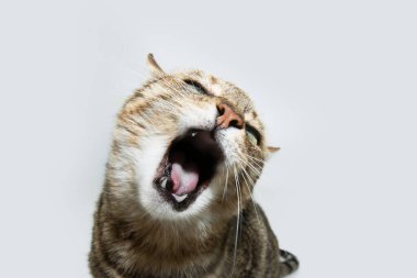 Komik kedi miyavlıyor ya da ağzı açık gevezelik ediyor. Beyaz gri arkaplanda izole edilmiş