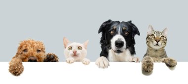 Bayrak hayvanları. Border collie, kaniş köpeği ve Avrupa kedisi. Pençelerini tahtaya asmış boş boş bakan dört evcil hayvan. Kopya alanı ile gri ve beyaz arkaplanda izole