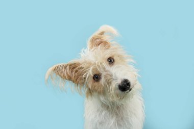 Kafasını yana eğmiş kameraya bakarken komik tilki yavrusu portresi. Yaz ya da bahar mevsiminde mavi pastel arka planda izole edilmiş