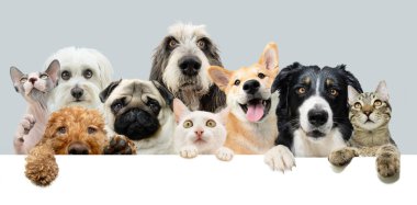 Bayrak hayvanları dost canlısı. Border collie, pug, poodle, bichon dog ve Avrupa kedisi. Dokuz evcil hayvan, bir tahtanın üzerinden pençelerini sallayarak boşluğa bakıyor. Kopya alanı ile gri ve beyaz arkaplanda izole