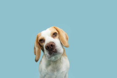 Kafasını eğen komik köpek yavrusu portresi. Mavi pastel arkaplanda izole