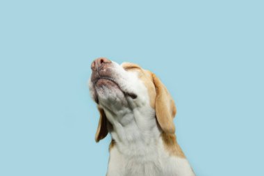 Komik portre köpek yavrusu gözleri kapalı yukarı bakıyor. Mavi pastel arka planda izole edilmiş, yaz ya da bahar mevsimi.