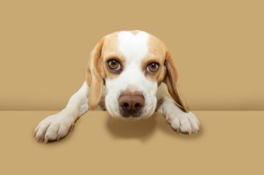 Komik ve aktif bir köpek portresi. Pençelerini masanın üzerinde tutuyor. Bej ya da kahverengi arkaplanda izole edilmiş