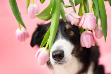 Collie 'nin yavru köpeği, baharda mercan lalelerinin yanında mutlu bir Paskalya kutluyor. Pembe renkli arka planda izole edilmiş.