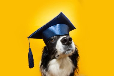 Okul köpeğine geri dön. Sınır çoban köpeği gururlu bir yüz ifadesiyle büyümüş mezuniyet elbisesi giyiyor. Köpek eğitim konsepti