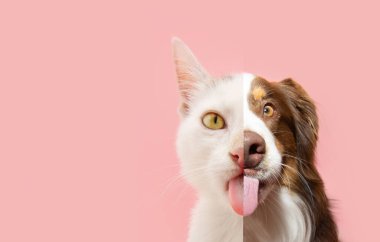 Yarı köpek ve kedi yüzlerini bir arada tutmak, aç hayvanların yemek yemesi. Köpek ve kedi dilleriyle dudaklarını yalıyor. Yazın veya sping sezonunda pembe pastel arka planda izole edilmiş.