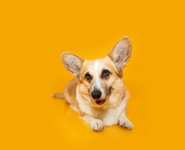 Yavru köpek yazı ya da baharı kutluyor. Corgi oturuyor ve kameraya bakıyor. Sarı ya da turuncu arka planda izole edilmiş