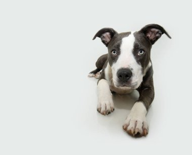 Amerikan Staffordshire 'lı yavru köpek portresi uzanıp kameraya bakıyor. Beyaz arkaplanda izole