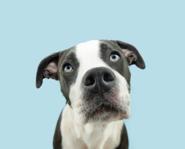 Portre Gorgeus, kameraya bakan hassas Amerikan personeli yavru köpek. Mavi pastel arkaplanda izole