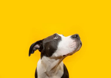 Profil özenli Amerikan personeli köpek yavrusu başka tarafa bakıyor. Yaz ya da bahar mevsiminde sarı arka planda izole edilmiş.