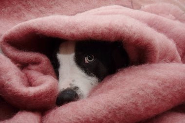 Sıcak bir battaniyeye sarılı havai fişekler yüzünden hasta ya da korkmuş yavru köpek portresi. Ayrılık kaygısı kavramı
