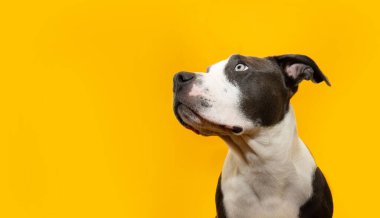 Afişe dikkat edin ve Amerikan Stadyumu 'na konsantre olun. Yavru köpek yiyecek diliyor ve başka tarafa bakıyor. Yaz ya da bahar mevsiminde sarı arka planda izole edilmiş