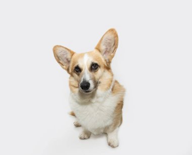 Şirin Corgi Pembroke Welsh 'in portresi. Yavru köpek oturuyor ve dikkatlice kameraya bakıyor. Yüzünde konsantre bir ifade var. Beyaz arkaplanda izole