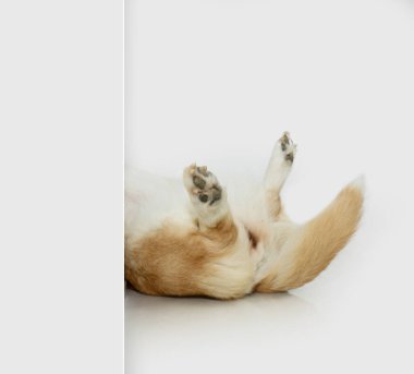 Dişi Corgi yavru köpeği kuyruğunu sallıyor. Dişi köpek döngüsü, ergenlik ve çiftleşme dönemi. Köpekler için hijyen ürünleri. Hayvan dükkanı ve köpekler için veteriner.