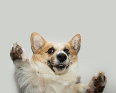 Komik Corgi köpek portresi sarılması. Beyaz arkaplanda izole