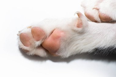 Yavru köpek pençesi bacakları. Beyaz arkaplanda izole