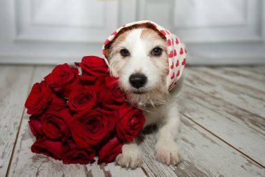 Anneler gününü ya da sevgililer gününü kırmızı bir buket heyecanın yanında kutlayan sevimli köpek yavrusu.