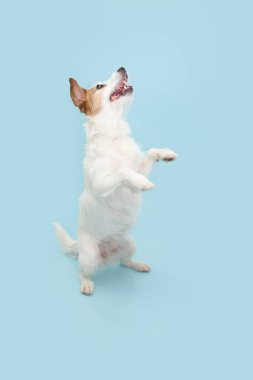 Jack Russell Terrier Hind Legs 'in üzerinde duruyor ve yukarı bakıyor. Mavi pastel arka planda izole edilmiş. Yaz ya da bahar sezonu. İtaat hilesi konsepti
