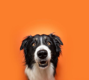 Portrait happy border collie dog smiling and looking at camera. Isolated on orange backgorund on halloween season