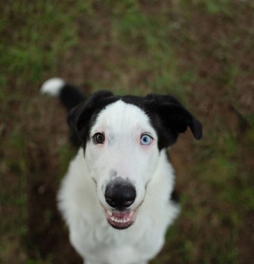 Portrait happy puppy dog looking up wirh heterochromia eyes on summer meadow season
