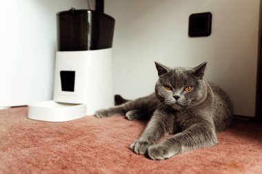 Güzel bir evcil İskoç kedisi, akıllı bir besleyicinin yanında yatar ve bir parça yiyecek bekler..