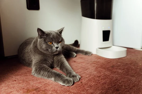 Comedero Inteligente Para Gatos Gato Escocés Está Esperando Comida Alimentador — Foto de Stock