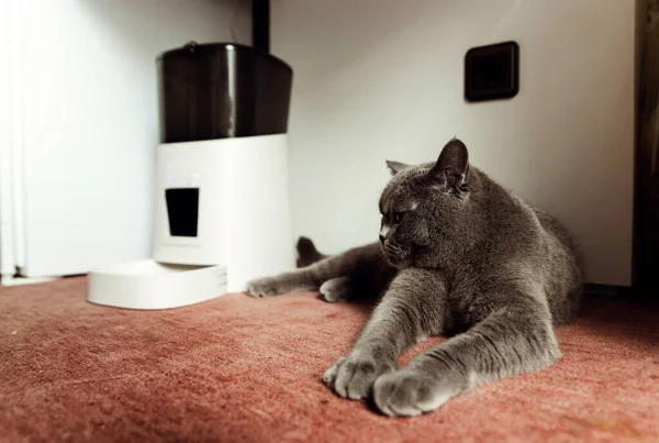 Έξυπνη Γάτα Ταΐστρα Scottish Γάτα Περιμένει Για Φαγητό Τροφοδότης Ζώων — Φωτογραφία Αρχείου