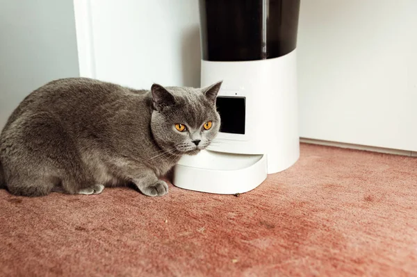 smart cat feeder Scottish cat is waiting for food. feeder for pets. automatic feed for pets. modern technologies. feed in a feeder. meals on time. domestic cat