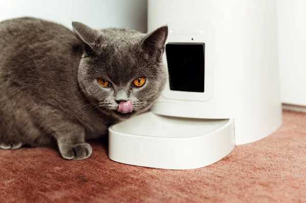 Pisica Gri Mănâncă Dintr Alimentator Inteligent Nutriție Proporțională Adecvată Pentru — Fotografie, imagine de stoc