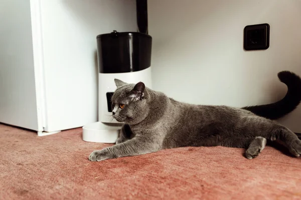만족스럽고 색깔의 고양이는 집안의 실내에서 건조식품을 나누어 동물을 음식의 선택적 — 스톡 사진