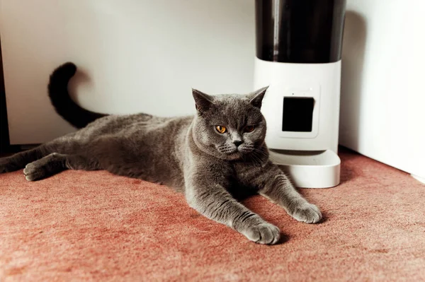 Έξυπνη Γάτα Ταΐστρα Scottish Γάτα Περιμένει Για Φαγητό Τροφοδότης Για — Φωτογραφία Αρχείου
