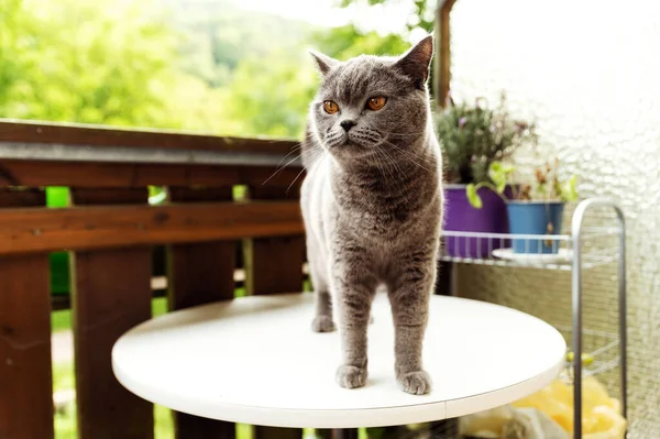 sleepy gray scottish cat stands on a white table. the cat is resting on the balcony