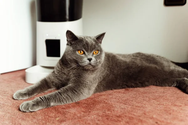 Intelligente Gatto Alimentatore Gatto Scozzese Attesa Cibo Alimentatore Animali Domestici — Foto Stock