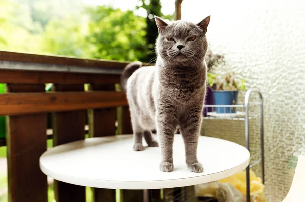 고양이가 고양이는 발코니에서 — 스톡 사진