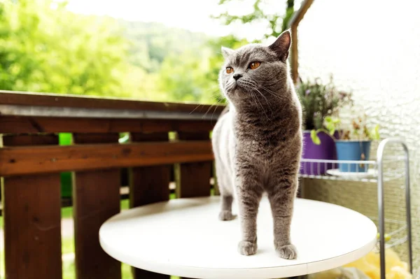 Pisica Scottish Gri Somnoros Stă Masă Albă Pisica Odihnește Balcon — Fotografie, imagine de stoc
