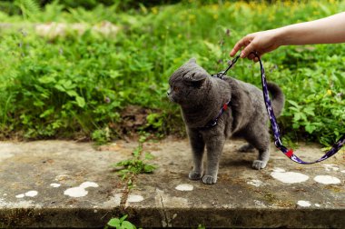 Kedi dışarıda tasmayla yürüyor. Bir kedi için tasma. Gri İskoç bir kedi yavrusu doğal bir çevrededir.