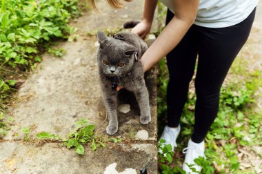 Kızın elleri kedinin tasmasını çözer. Kedinin tasmasını doğal olarak çıkarıyorum. Bir kız kediyle birlikte şehir ortamında yürüyor..