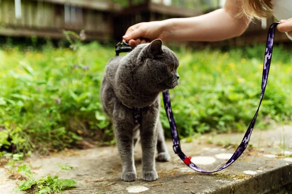 the cat walks outside on a leash. leash for a cat. a gray Scottish kitten is in a natural environment