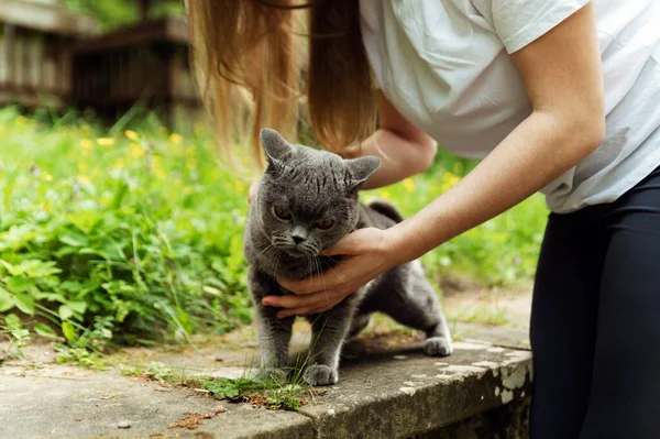 the girl's hands release the cat from the leash. removing the cat's leash in nature.girl walking with a cat in an urban environment.