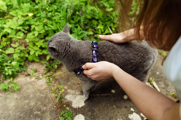 the girl's hands release the cat from the leash. removing the cat's leash in nature.girl walking with a cat in an urban environment.