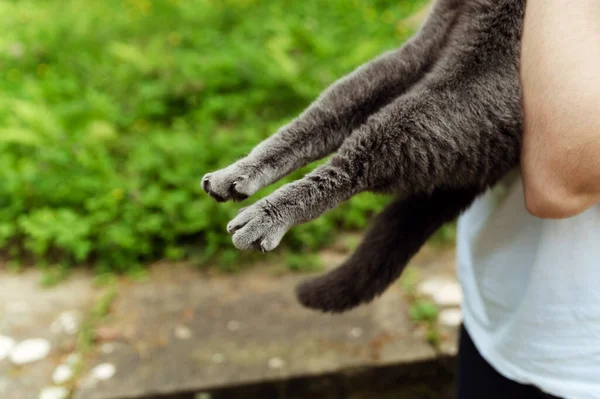Nahaufnahme Der Hinterbeine Einer Katze Katzenpfoten Katzenpfotenkrallen — Stockfoto