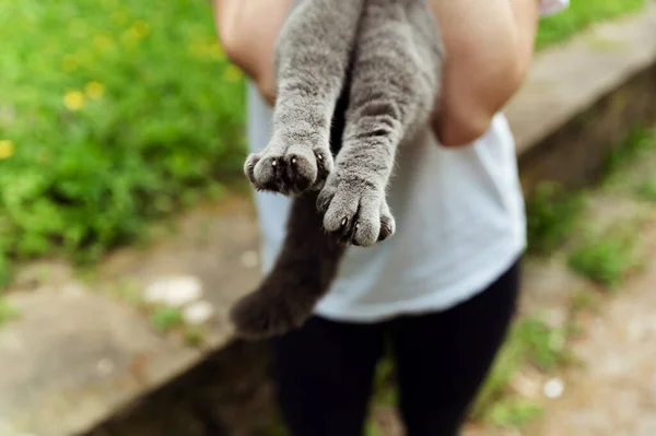 猫の後ろ足のクローズアップ 猫の糞だ 猫足の爪 — ストック写真
