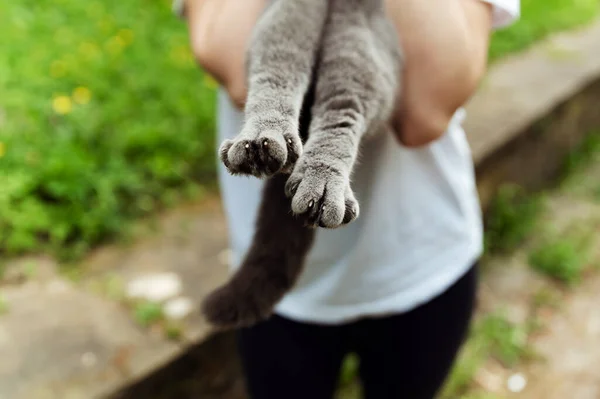 猫の後ろ足のクローズアップ 猫の糞だ 猫足の爪 — ストック写真