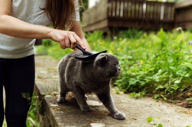 Yün döken bir kediyi tarayan bir elin yakın çekimi. Kedi fırçası. dışarıyı tarıyor