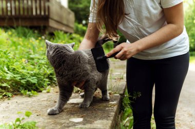 Yün döken bir kediyi tarayan bir elin yakın çekimi. Kedi fırçası. dışarıyı tarıyor