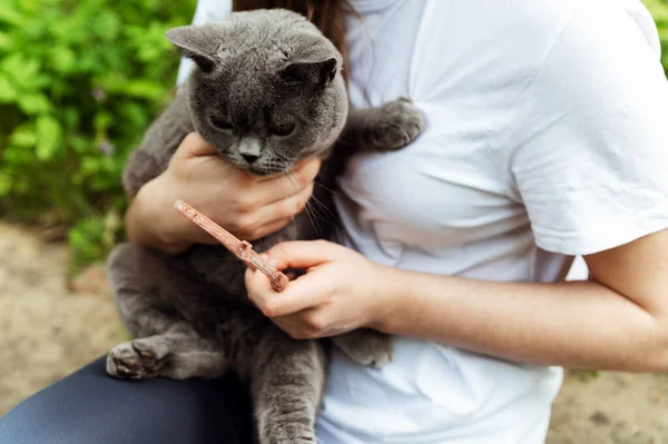the process of putting a collar against ticks and fleas on a cat. protective collar. girl holds a cat in her arms and dresses